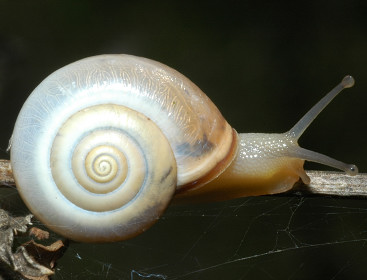 Monacha cartusiana